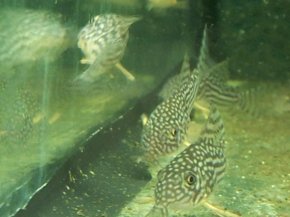 Kirys sterby Corydoras Sterba