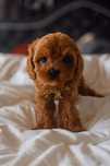 Cavapoo piękny chłopczyk. Zapraszam.