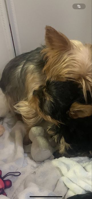 Продається цуценя йоркширського терьєра