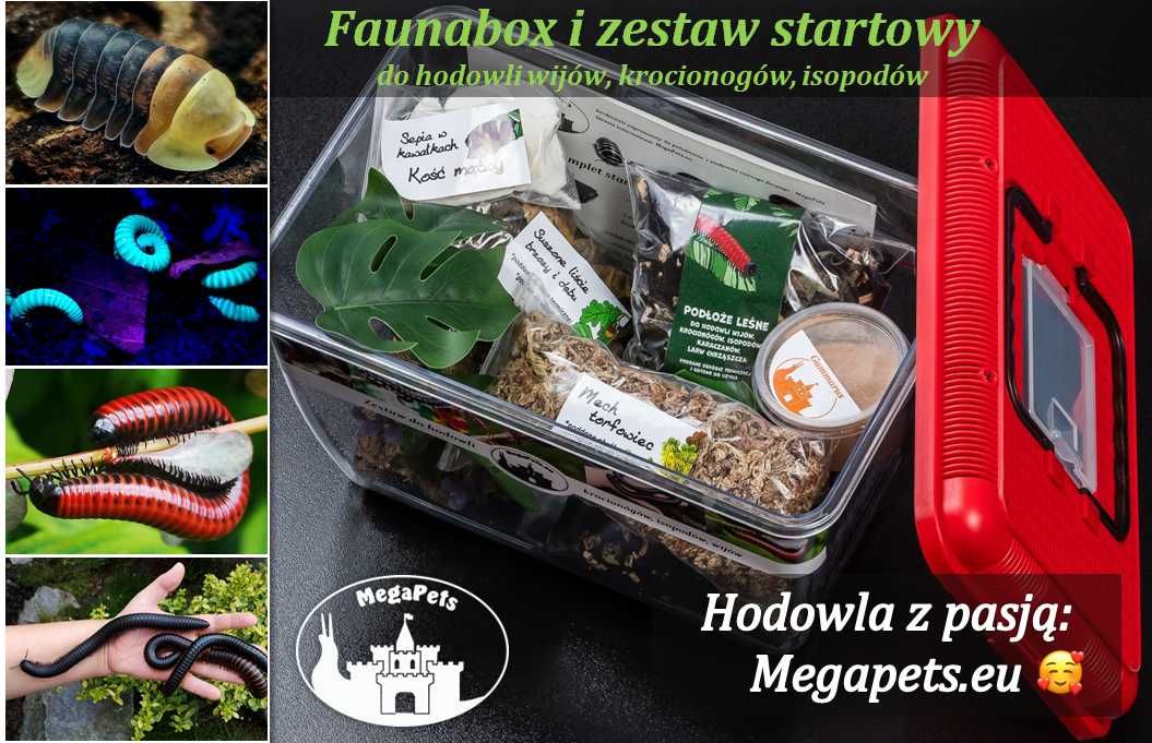 Porcellio haasi Yellow Kulanki Prosionki Isopody Stonoga Ślimak Mrówki