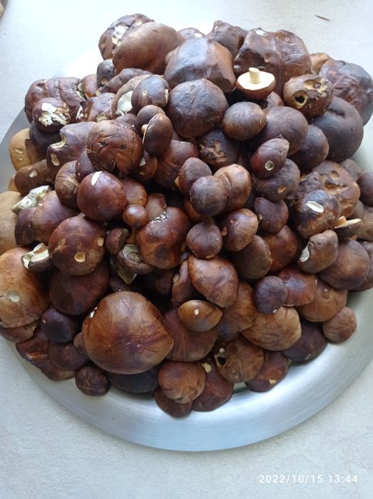 Suszone podgrzybki - kapelusze