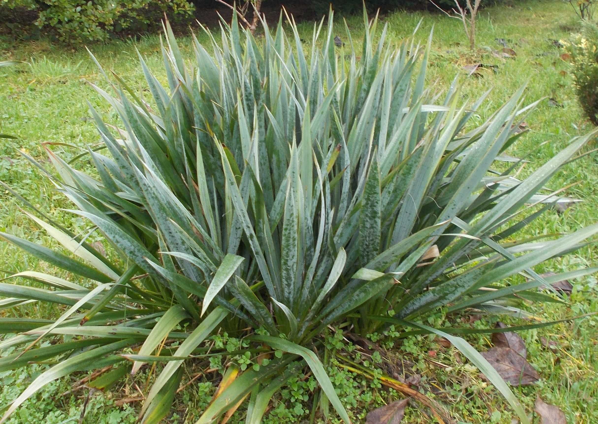 Juka yucca ogrodowa + gratis !