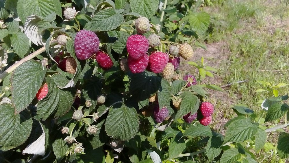 Polesie Poemat Polonez Pokusa Jeżyna POLAR Tadmor, Cascade Deliight