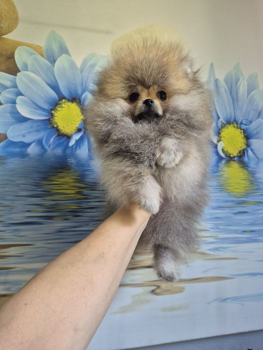 Pomeranian mini. Piesek