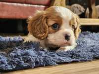 Cavalier King Charles Spaniel szczeniak