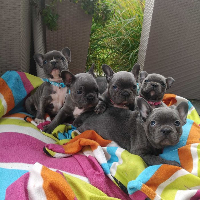 Buldog francuski BLUE niebieski Suczka szczeniak piesek BEZ PRĘG!