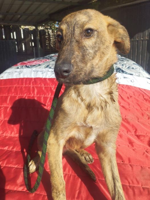 Xana para adoção muito responsável