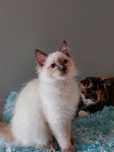 Watson kocurek Ragdoll