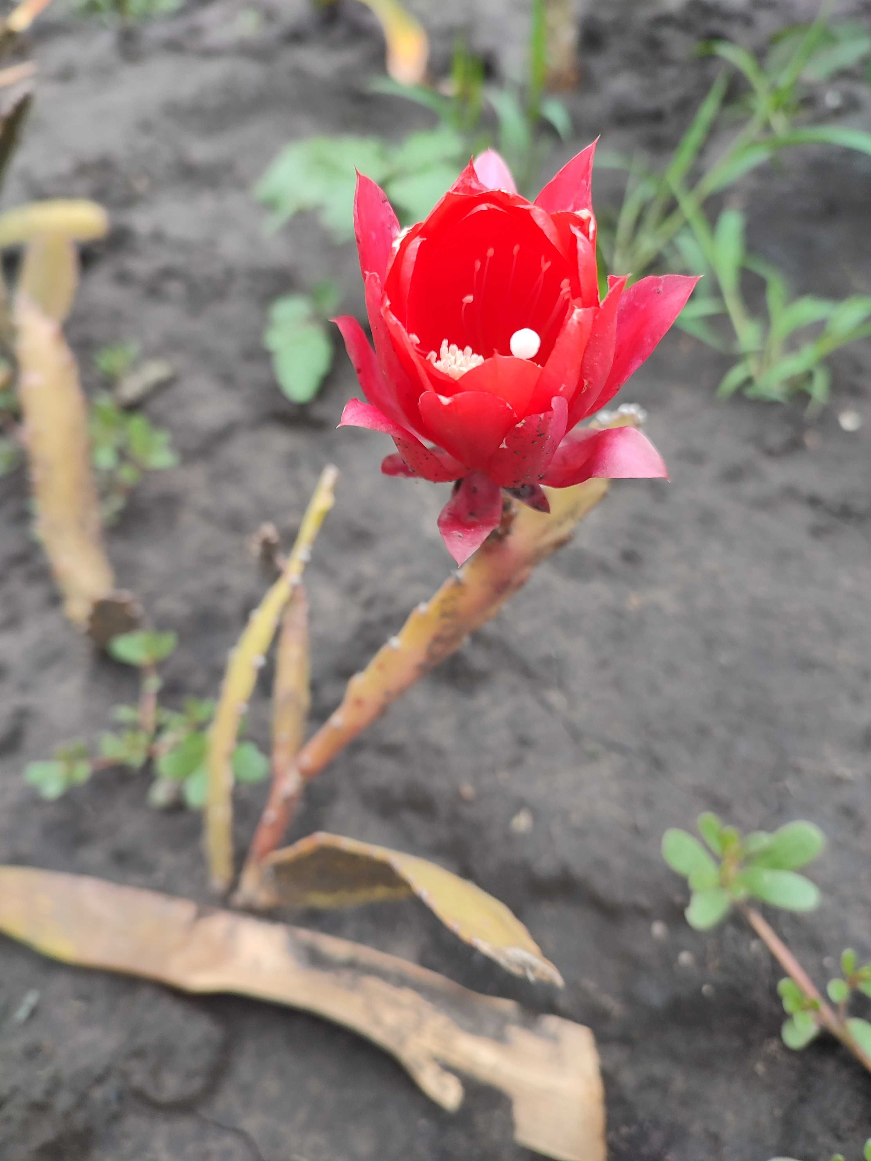 Епіфіллум (Epiphyllum)