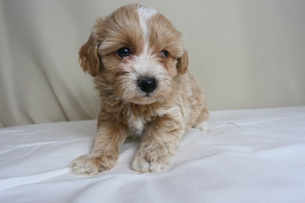 Maltipoo- Piękna suczka F1.