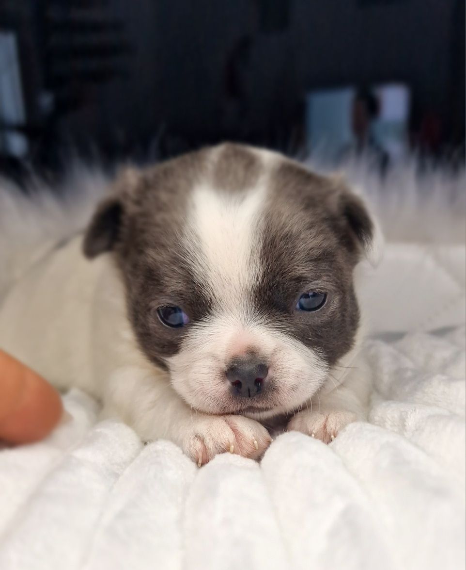 Biało niebieskiego chłopiec Chihuahua juz do odbioru