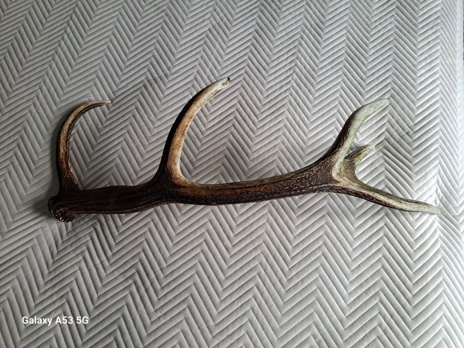 Poroże jelenia 1,53kg