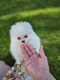 Bardzo malutka Śliczna suczka Szpic Miniaturowy Pomeranian