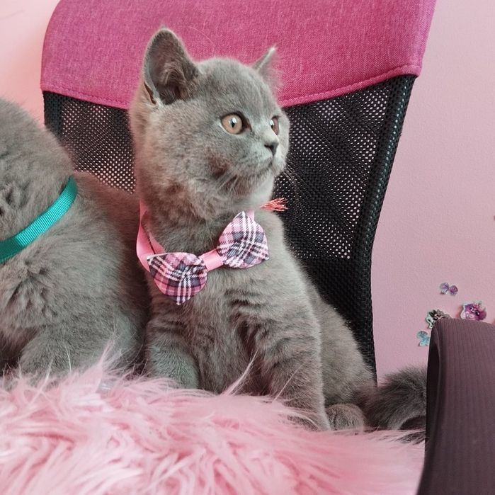 Kocięta brytyjskie z Rodowodem