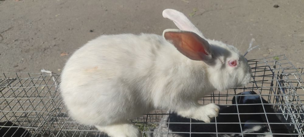 Продам КРОЛИКИ!!!