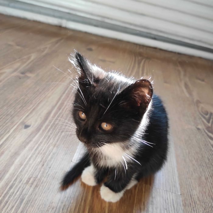 Кошеня котик в хороші руки