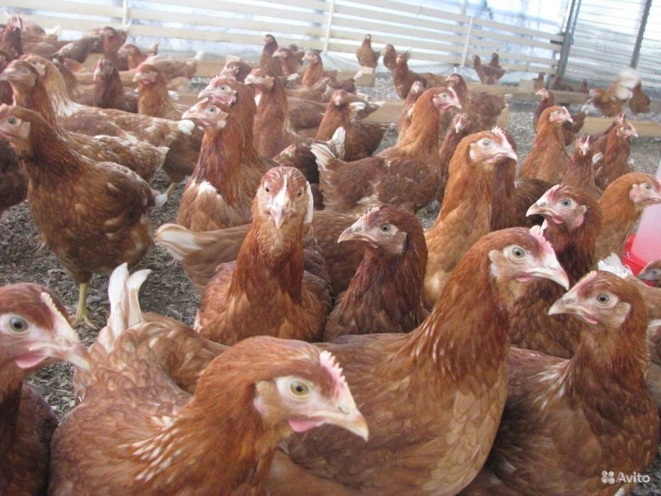 Кури несушки домінант легорн