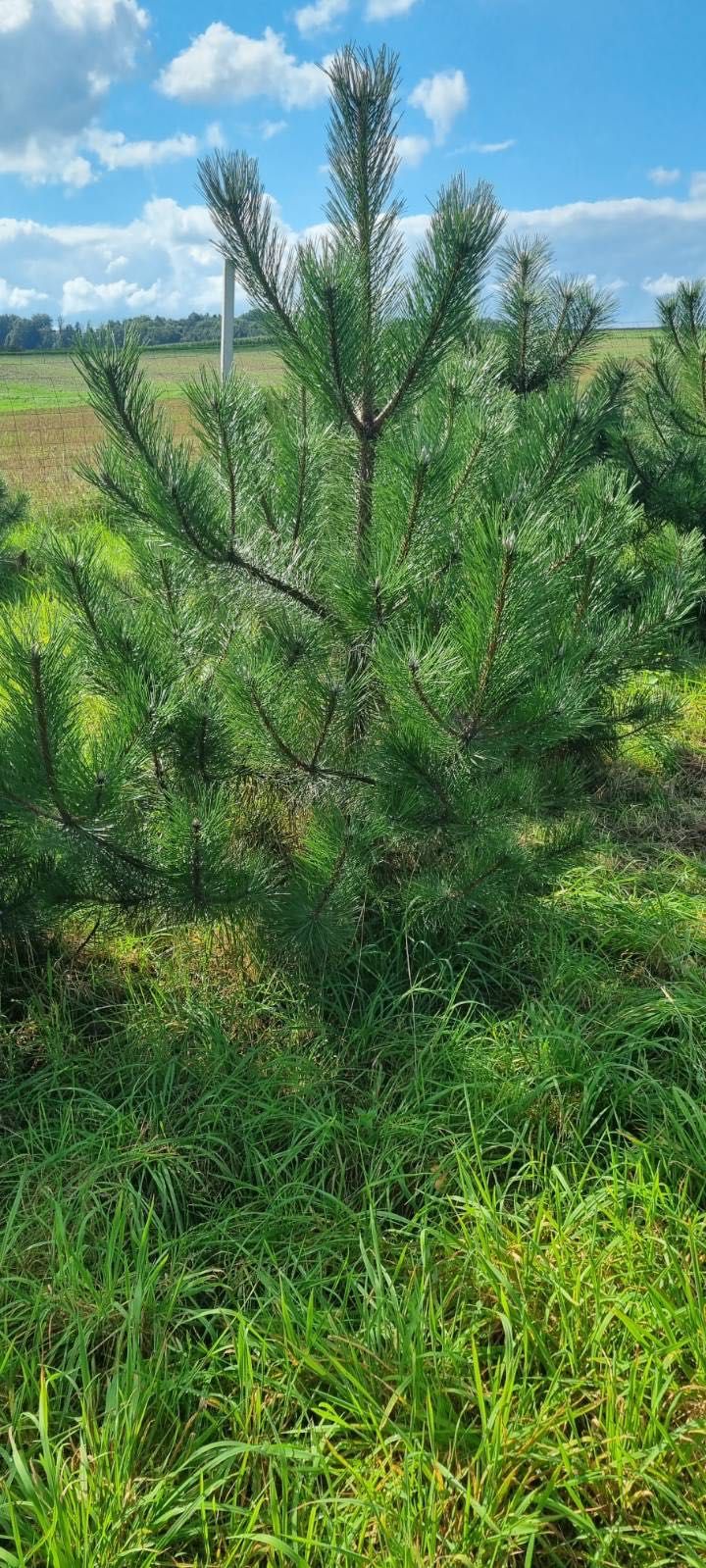 Świerk srebrny  jodła kaukaska kalifornijska koreańska  200-400 cm