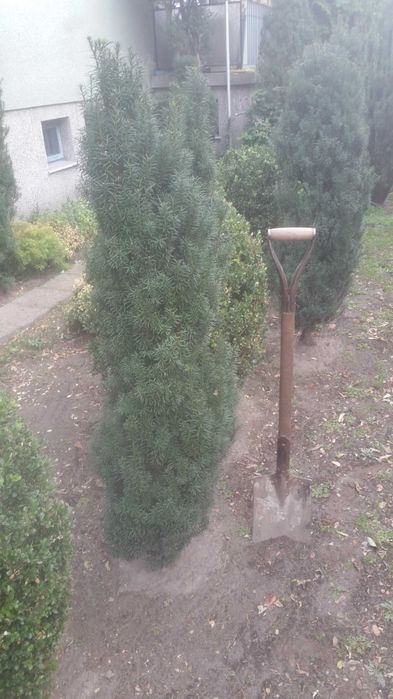 Cisy różnej wielkości