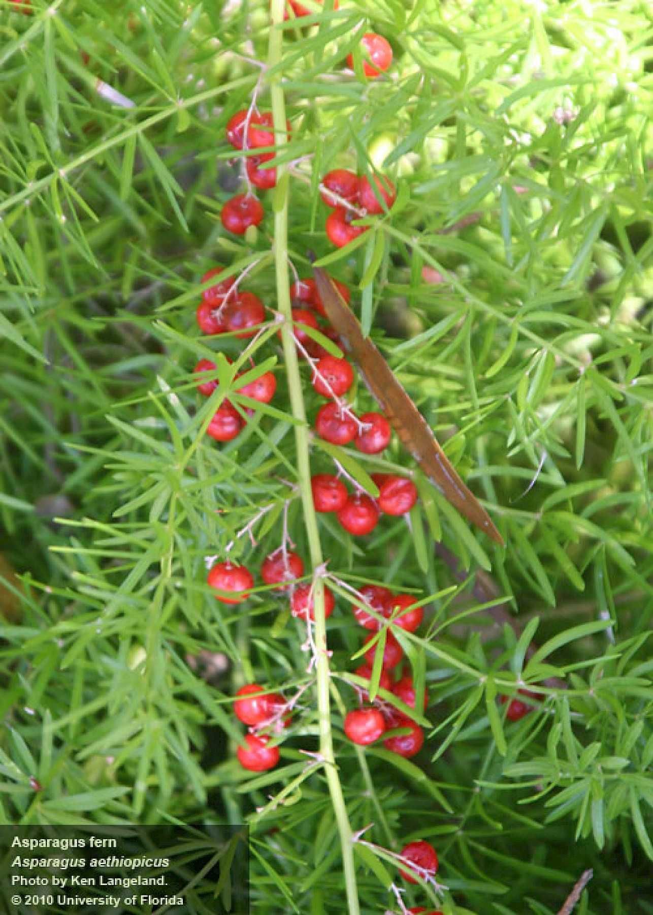 Asparagus aethiopicus planta decorativa
