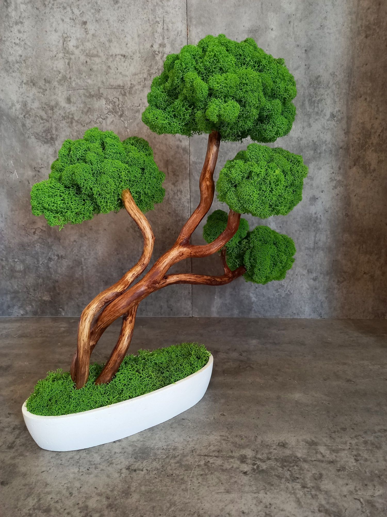 Drzewko bonsai. Mech Chrobotek.Prezent. Wyposażenie wnętrz