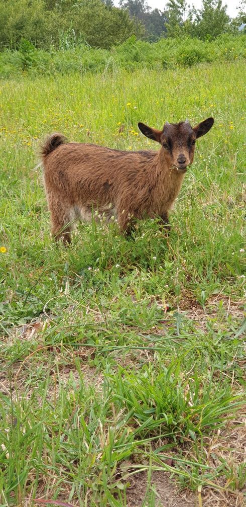 cabras anãs fêmeas