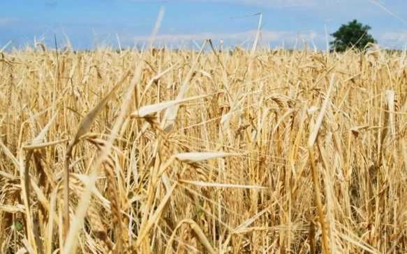 Продаж агропідприємства 1000 га