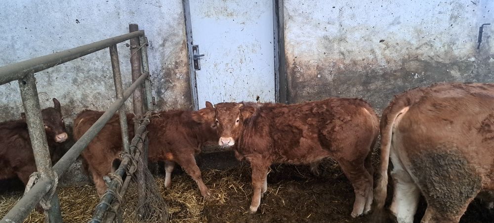 Odsadki limousine hereford byczki jałówka