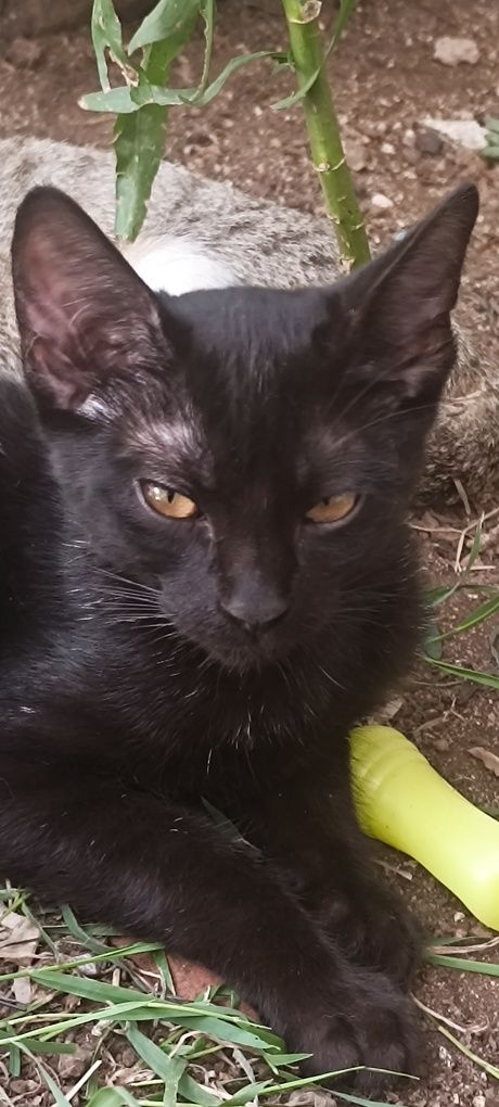 Gatos com 6 meses