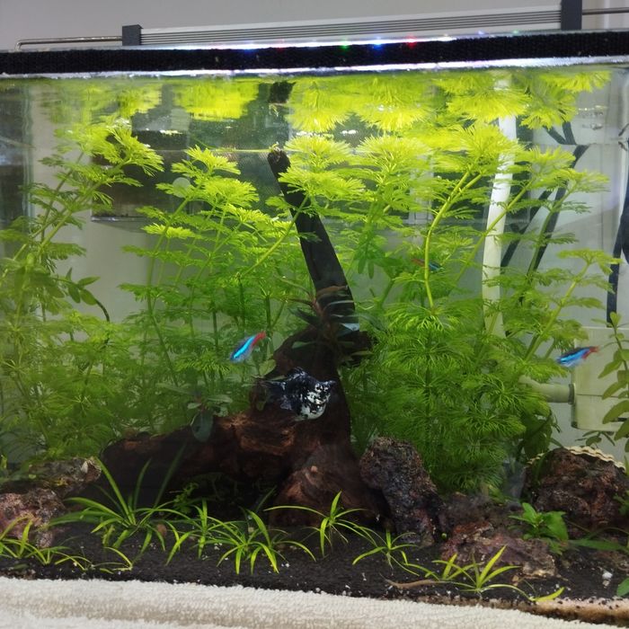 Planta aquário Sessiflora 10 pes 5€