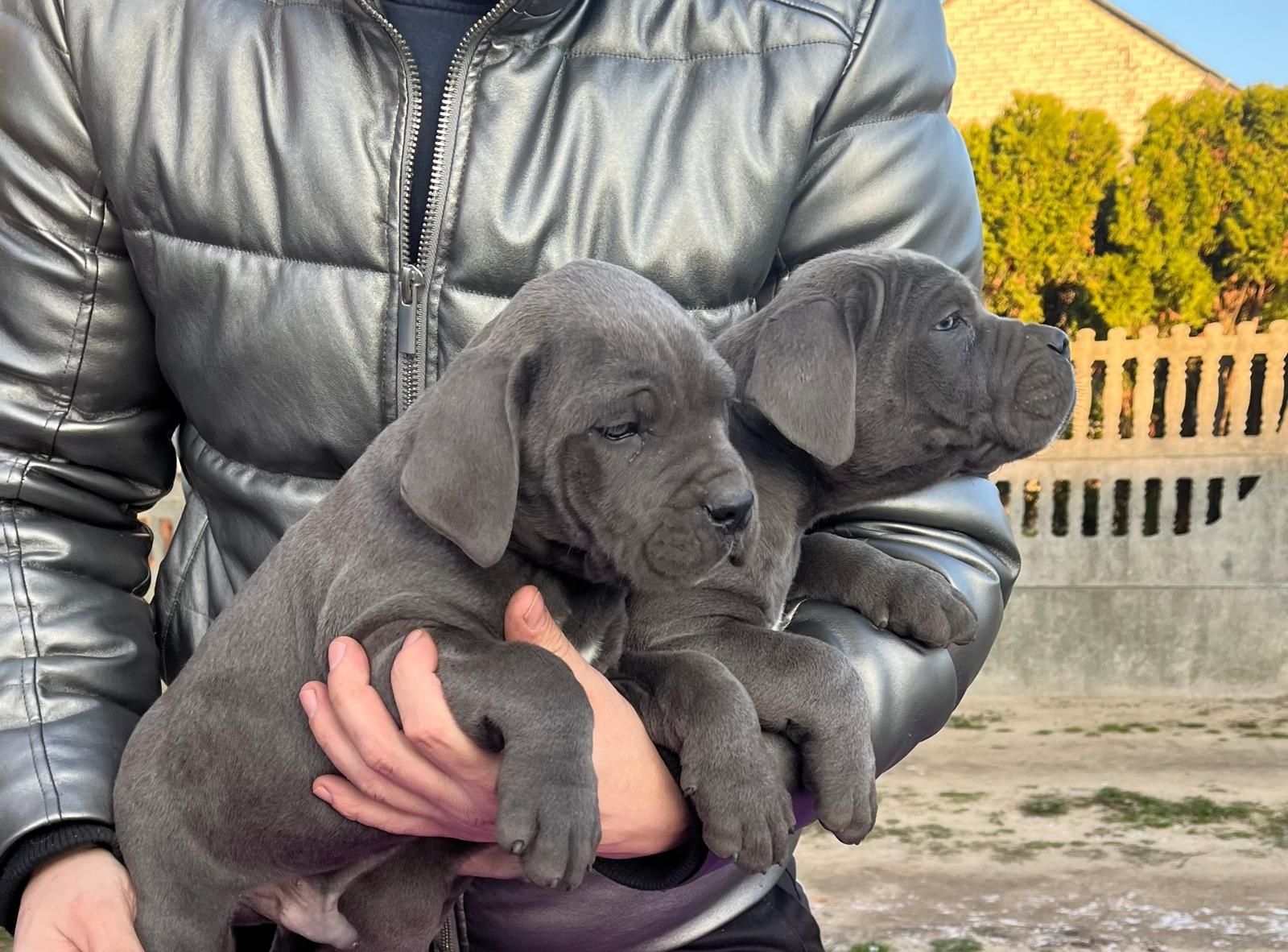 Cane Corso mocny pies