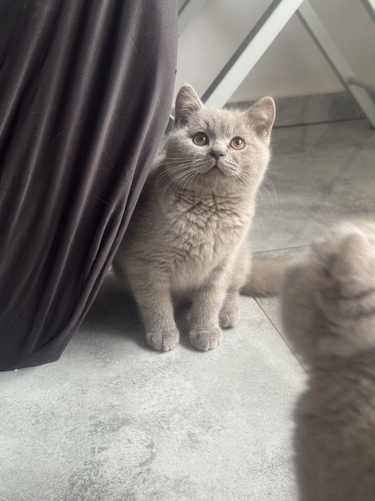 Kocurek kocur brytyjski liliowy