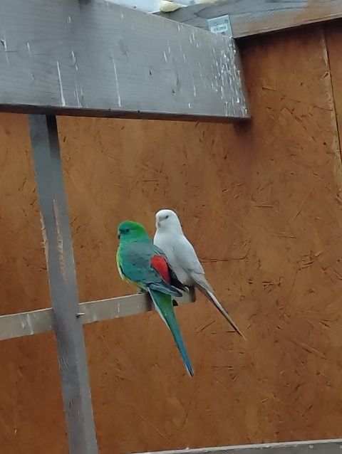 Ptaki para ładne