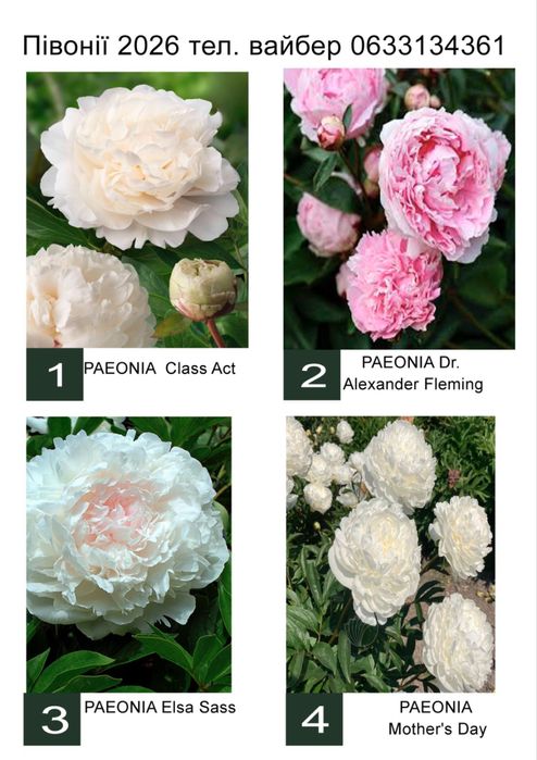 Корінці Голландського сортового піону