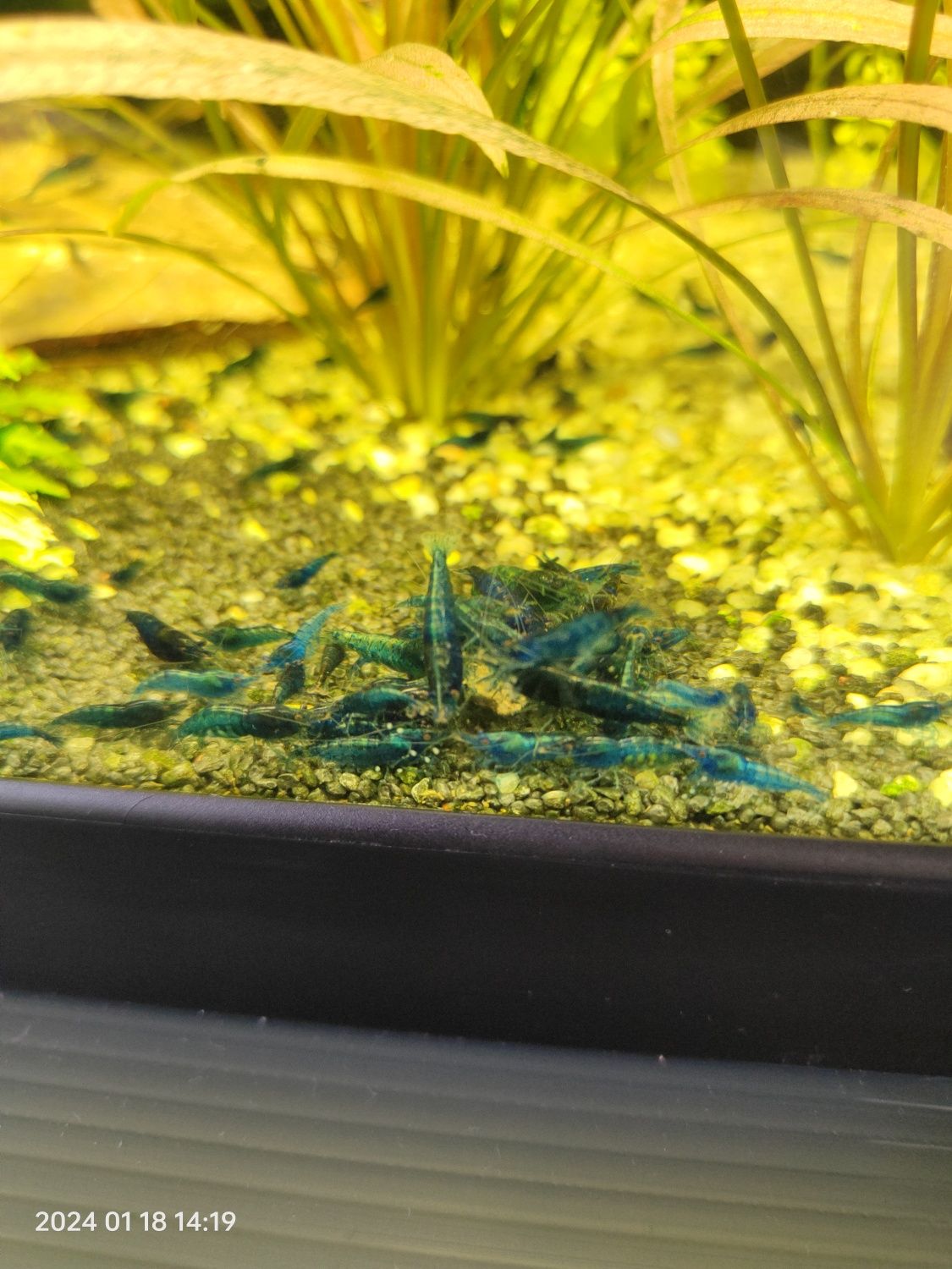 Krewetki blue velvet neocaridina