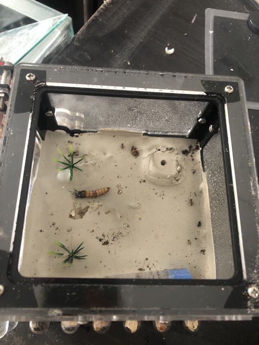 2 królowe canponotus nicobarencis czytac opis