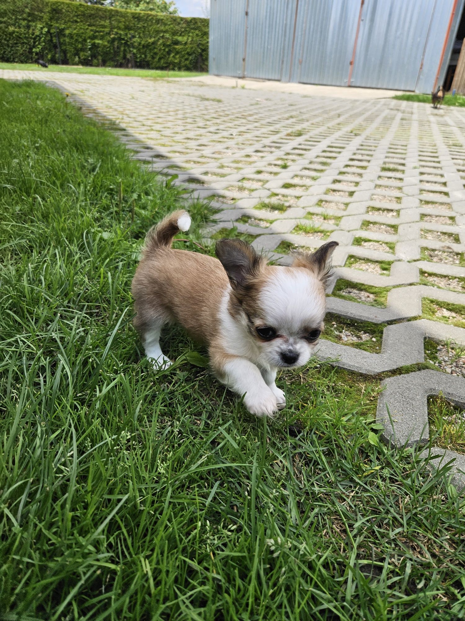 Chihuahua długowłosy