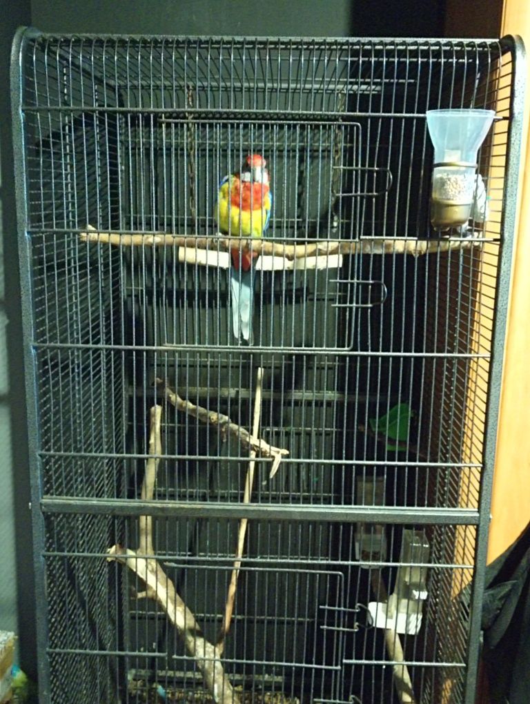 Duża Klatka dla papug z wyposażeniem