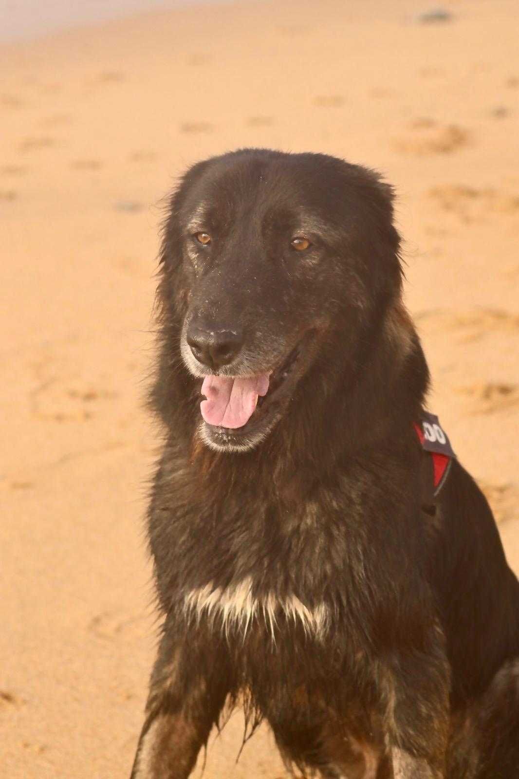 New home for Serra da Estrela Dog (Short Hair, pêlo curto)