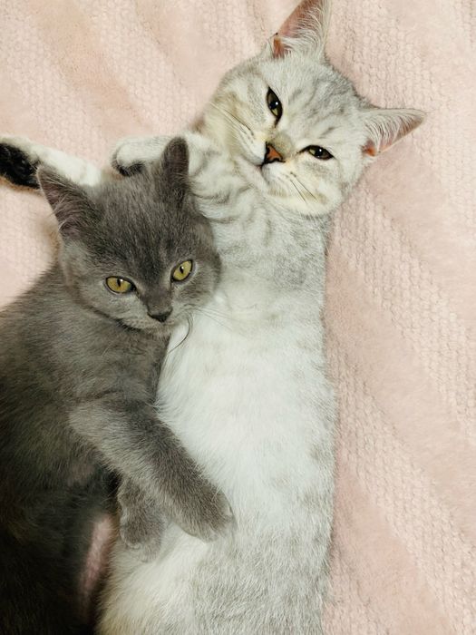 Шотландські кошенята