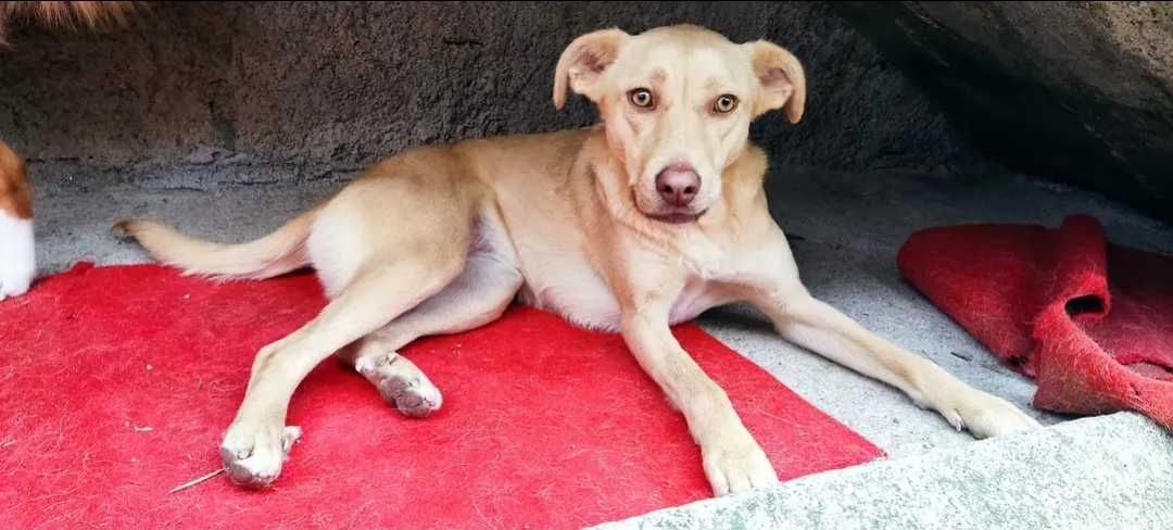 Cachorros muito meigos em risco de ficar sem casa