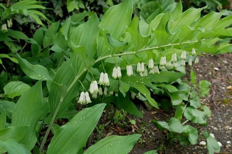 Саженцы купены. Лесного ландыша