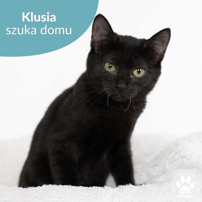 Czarna kotka Klusia szuka domu! Mała koteczka do adopcji