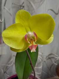 Орхидея Фаленопсис лимонного цвета, стандарт. Домашняя коллекция.