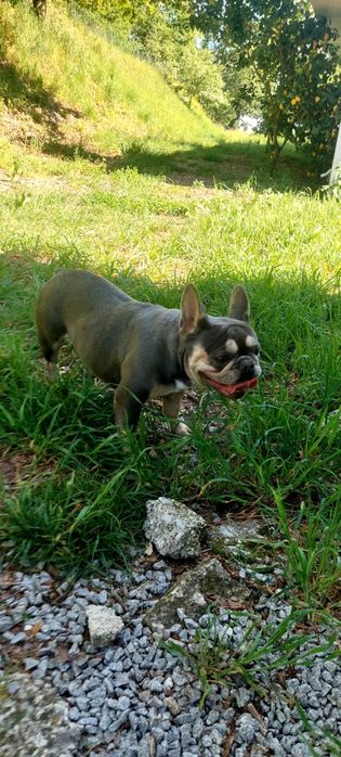 Buldogue francês macho pais ha vista