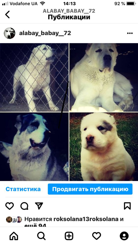 Внуки Бабая ! Алабаї ! САВ Від Шайтана !