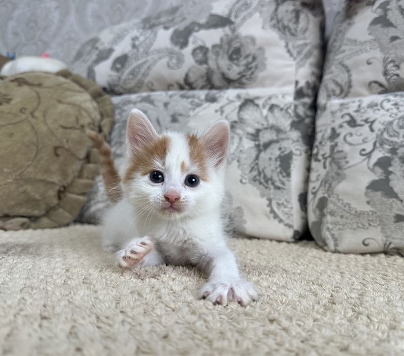 Сибирячки малыши )