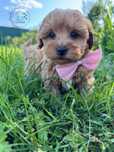GOTOWY DO ODBIORU Piesek Maltipoo F1b Badania gentetycze Wyprawka
