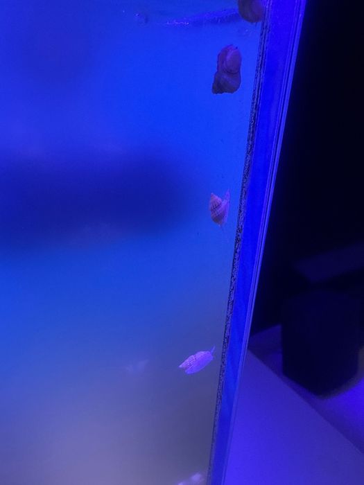 Ślimak morski turbo, nassarius gratisy przy większej ilości