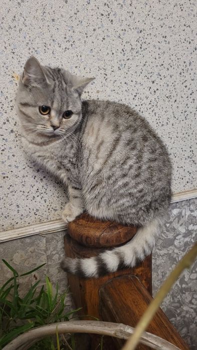 Кошечка 6 месяцев